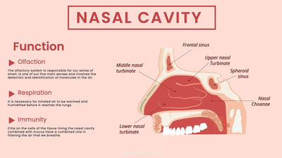 Anatomy-Slides Slides Nasal Cavity Anatomy Infographic Template powerpoint-template keynote-template google-slides-template infographic-template