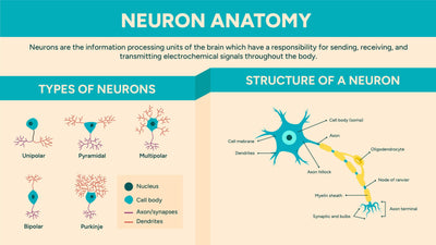 Anatomy-Slides Slides Neuron Anatomy Infographic Template powerpoint-template keynote-template google-slides-template infographic-template
